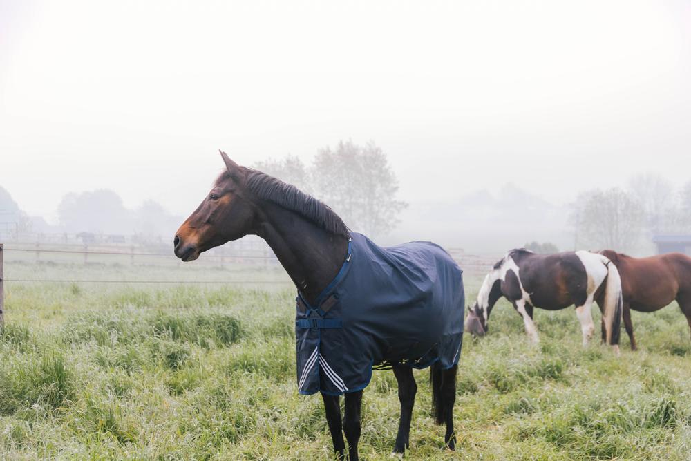 Turnout Rug All Weather Waterproof Comfort