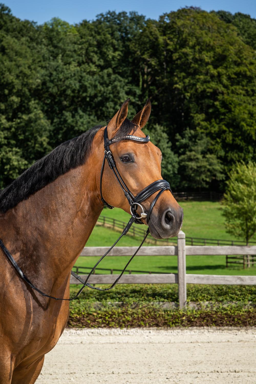 Matte Medium Crank Noseband Bridle With Flash