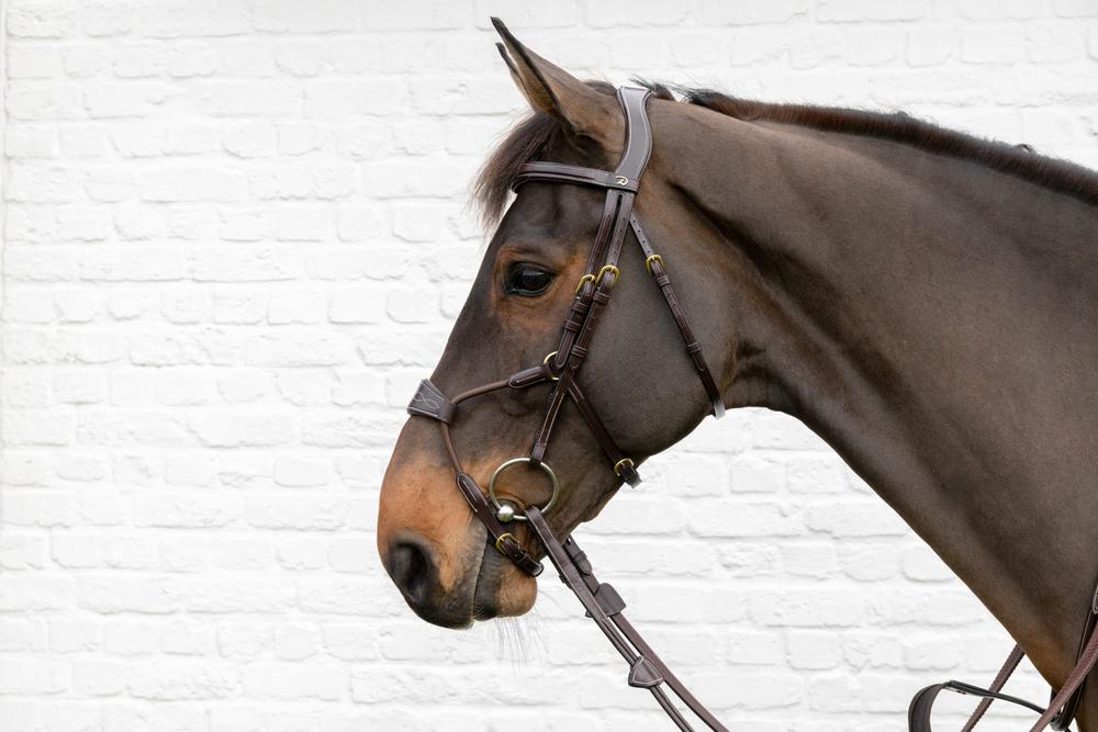 Elastic Hybrid Noseband Bridle