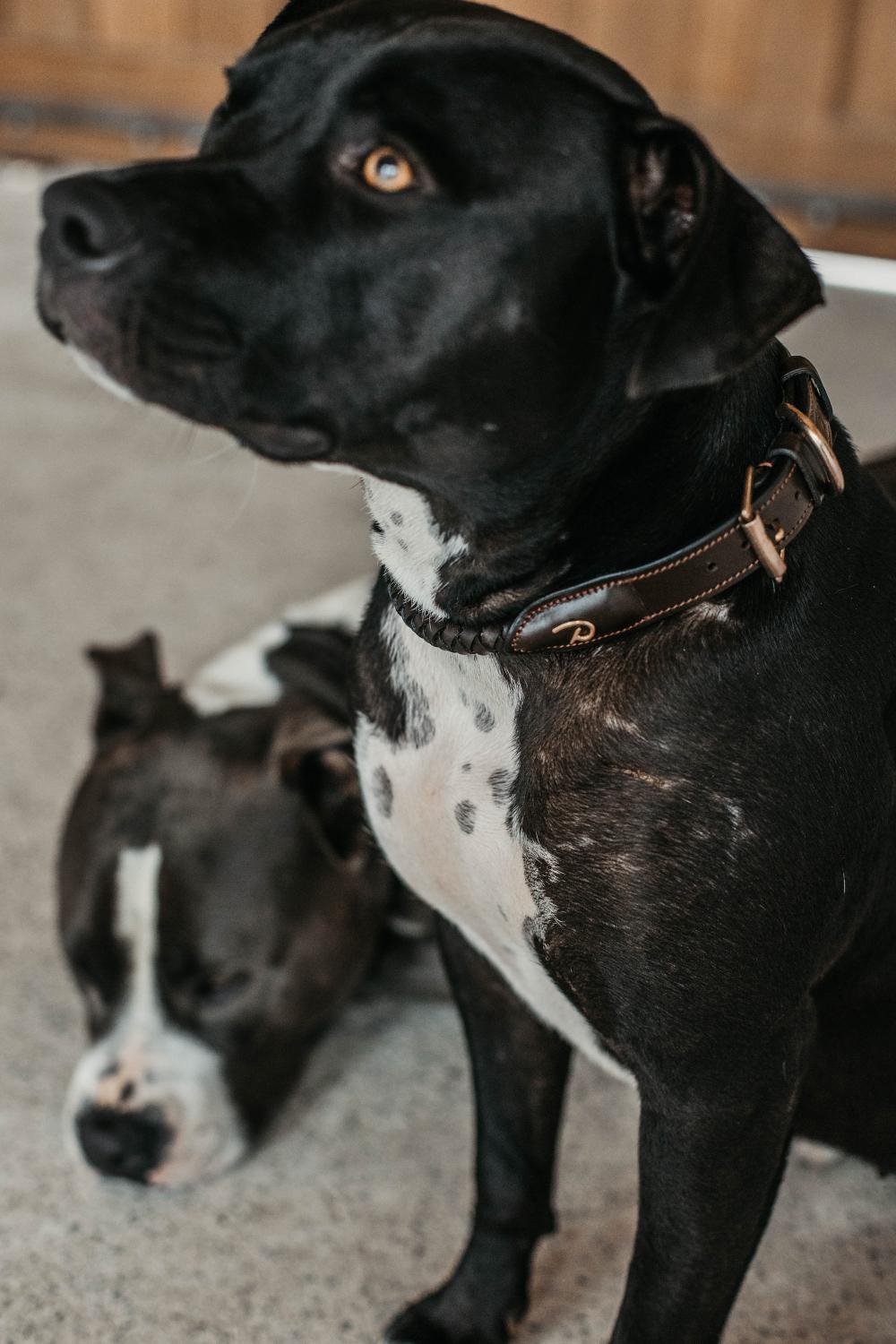 Braided Dog Collar