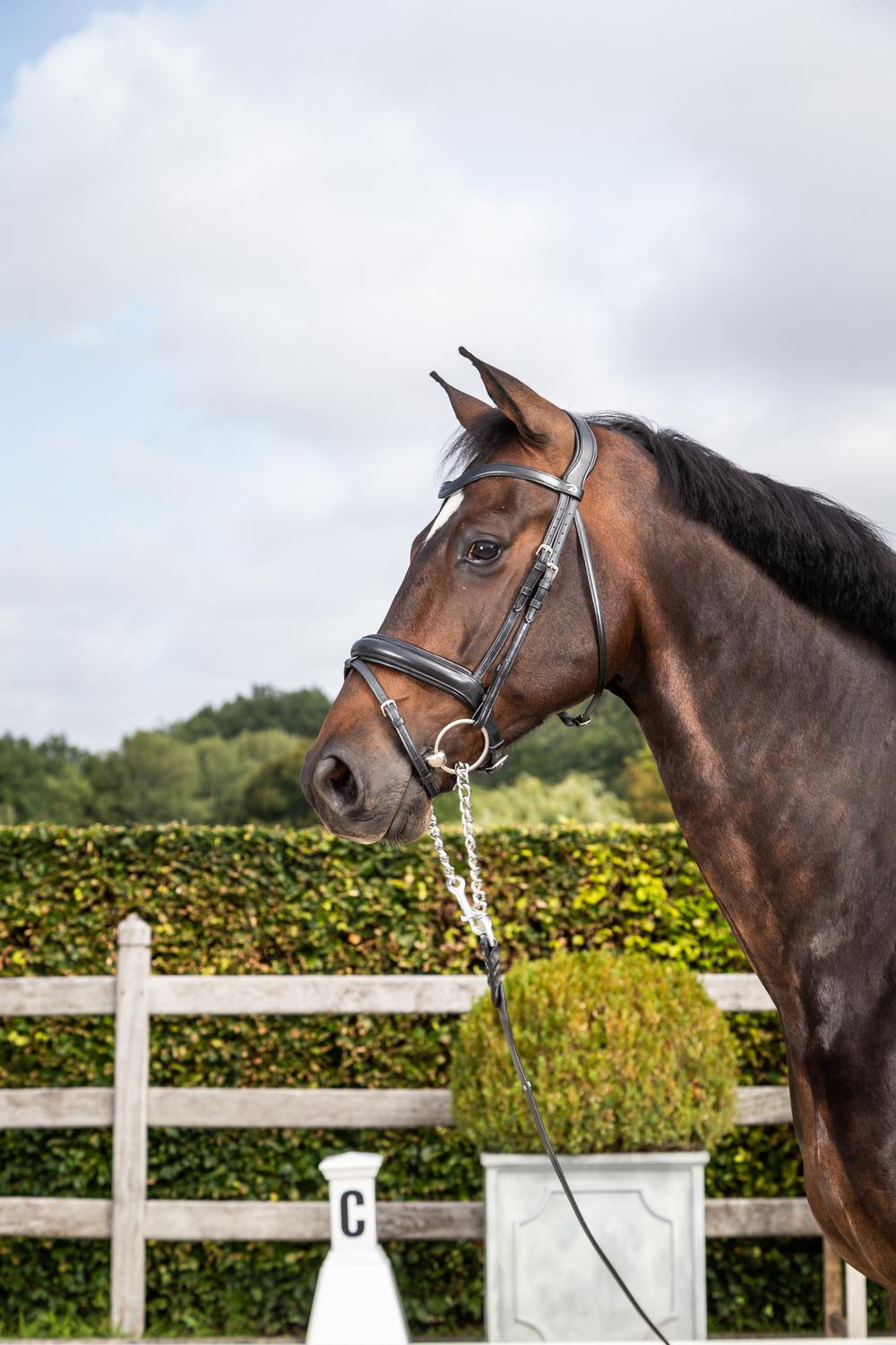 Matte Medium Noseband Bridle With Flash