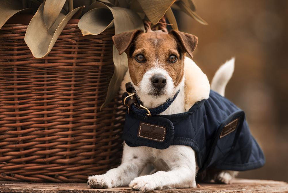 genade Uitsteken Kunstmatig Professionele Hondenkleding Bescherming - Kentucky Hondenkleding | Kentucky