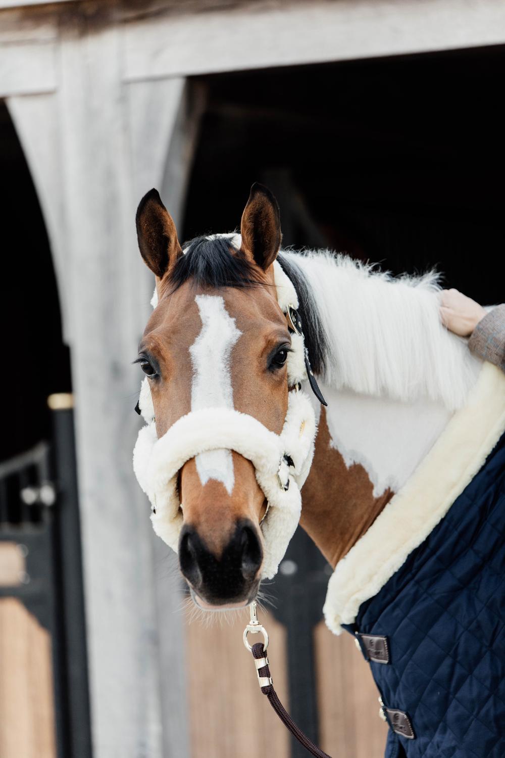 Licol en nylon mouton - Kentucky Tailles article cheval Poney