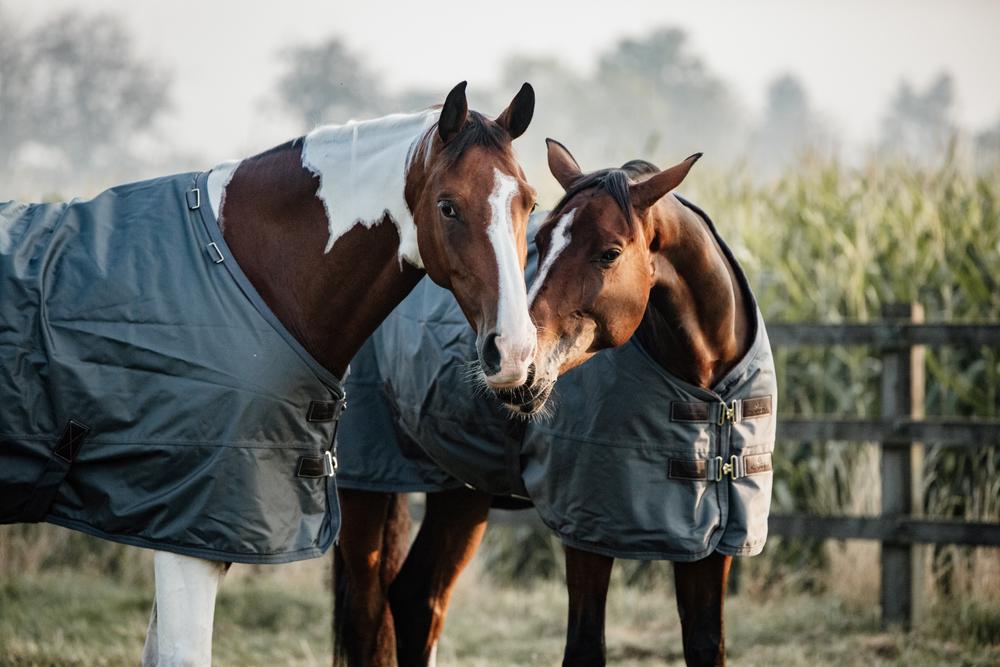 Couverture de pluie cheval : chemise de pluie pour cheval