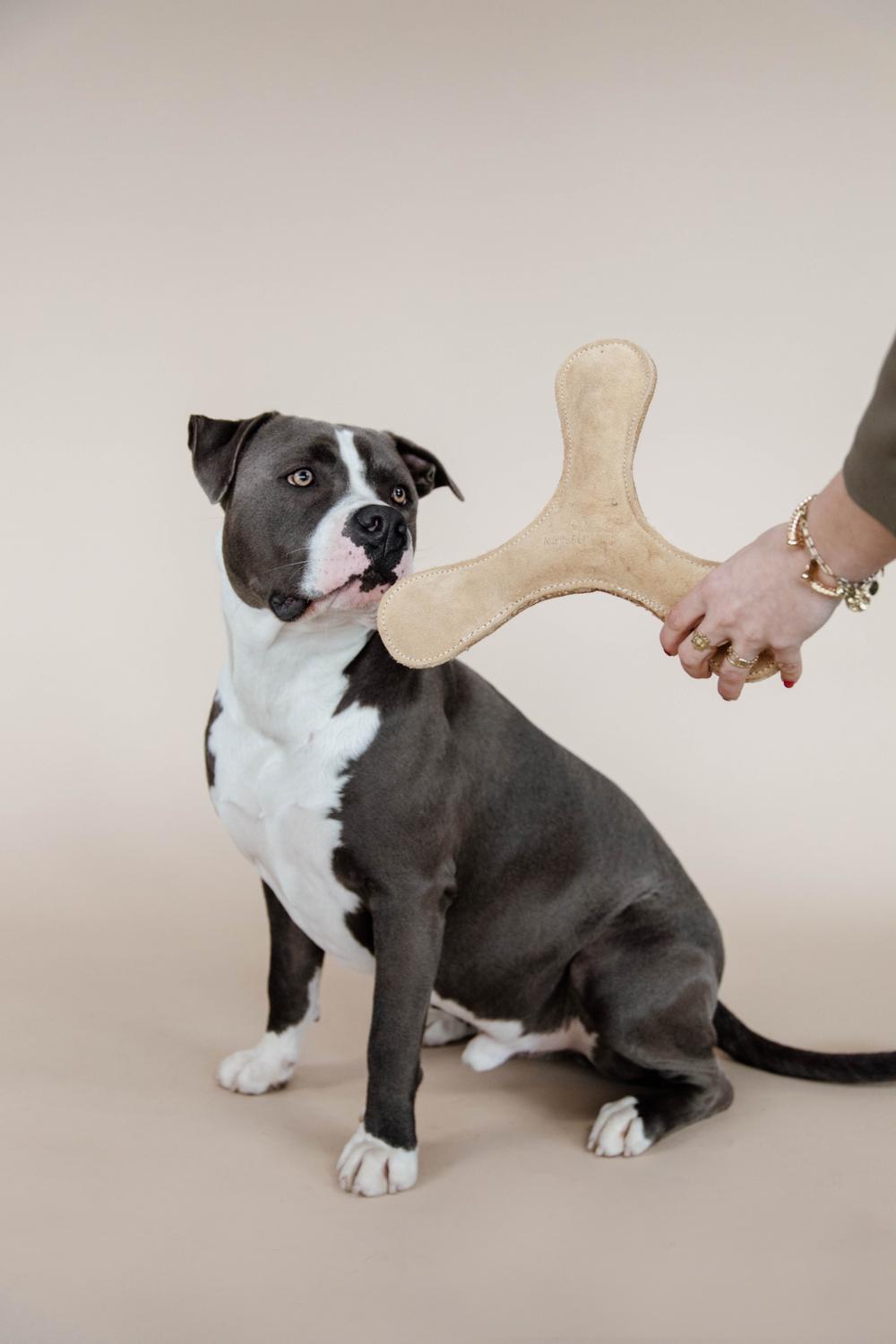 Hondenspeeltje Pastel Boomerang