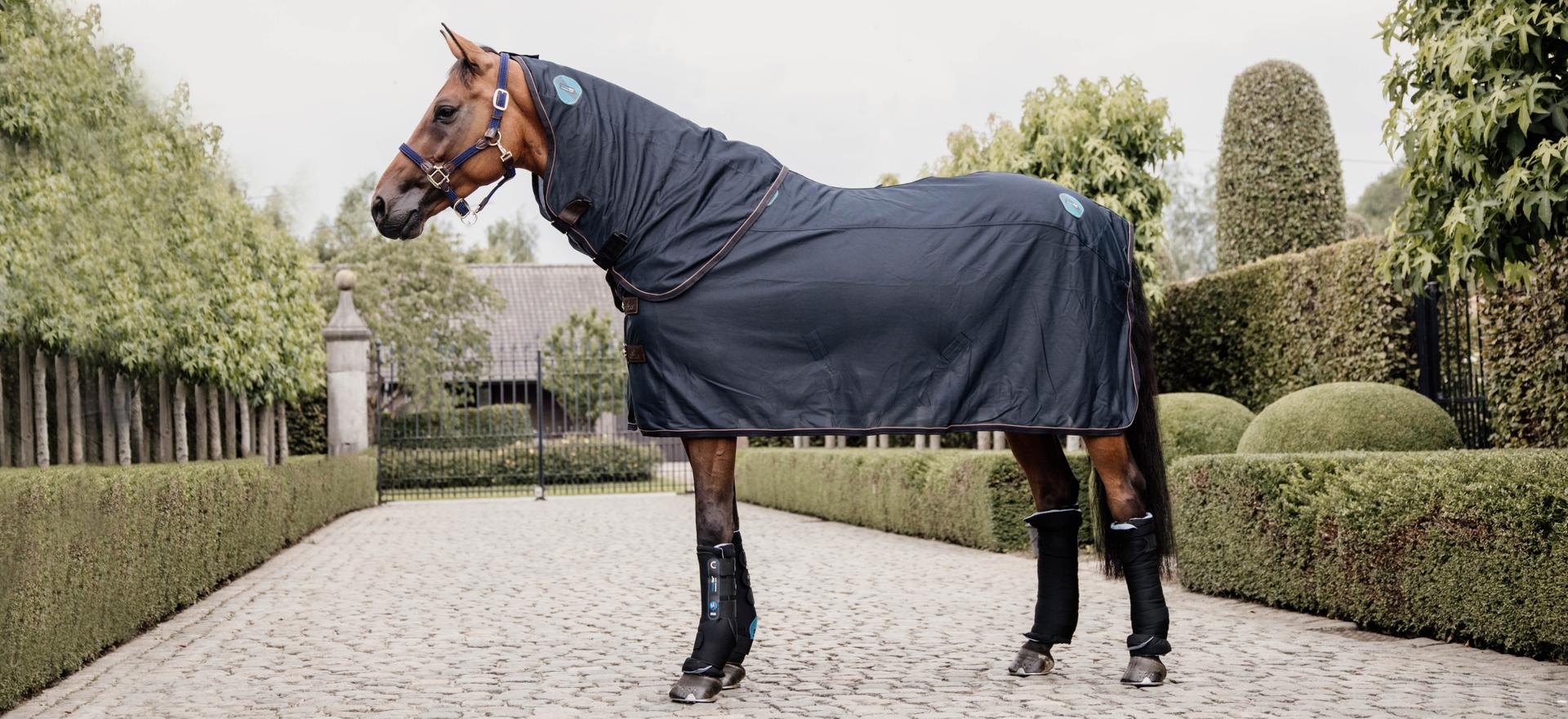 Soutenez votre cheval après chaque séance.