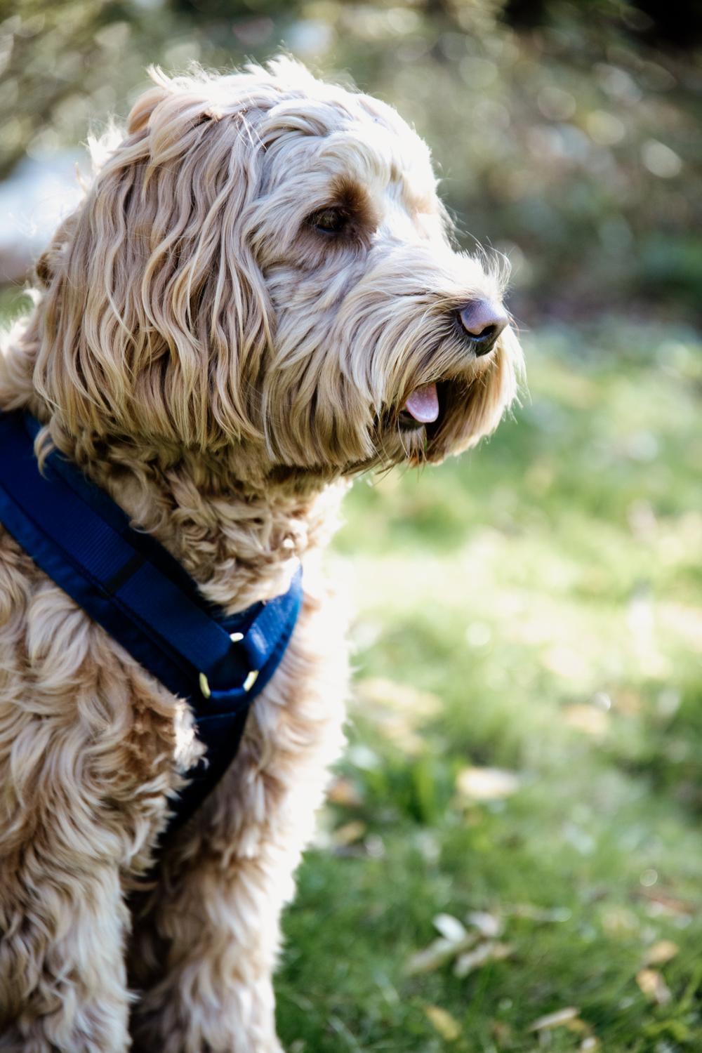 Luxury Royal Blue Velvet Dog Harness