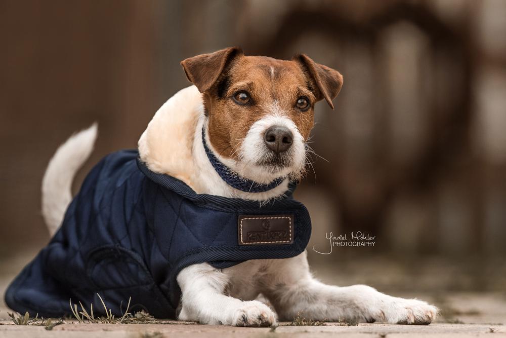 Manteau pour chien Original