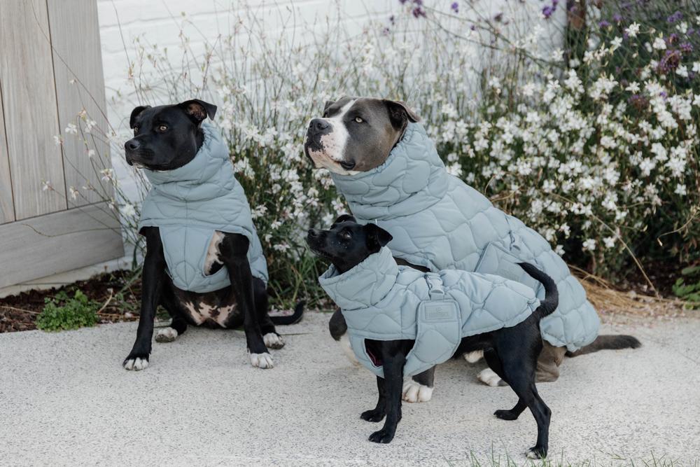 Cool coats for dogs best sale