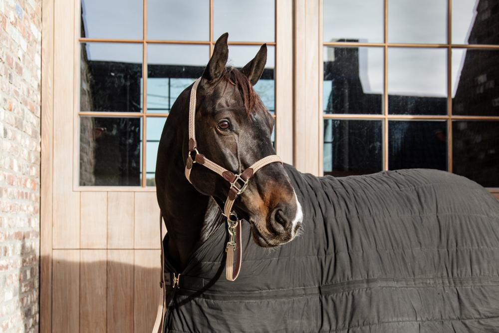 Longe cheval nylon tressé 2 m Basic - Kentucky Horsewear - KENTUCKY  HORSEWEAR - Longes d'attache - Equestra