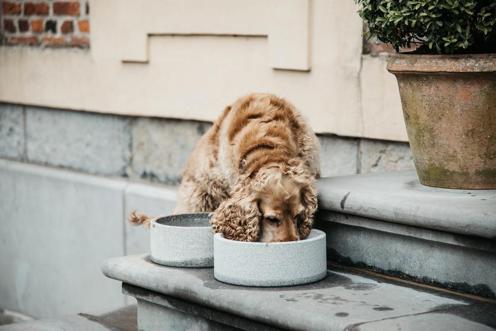 Kentucky Dogwear Dog Bowl Marble Black