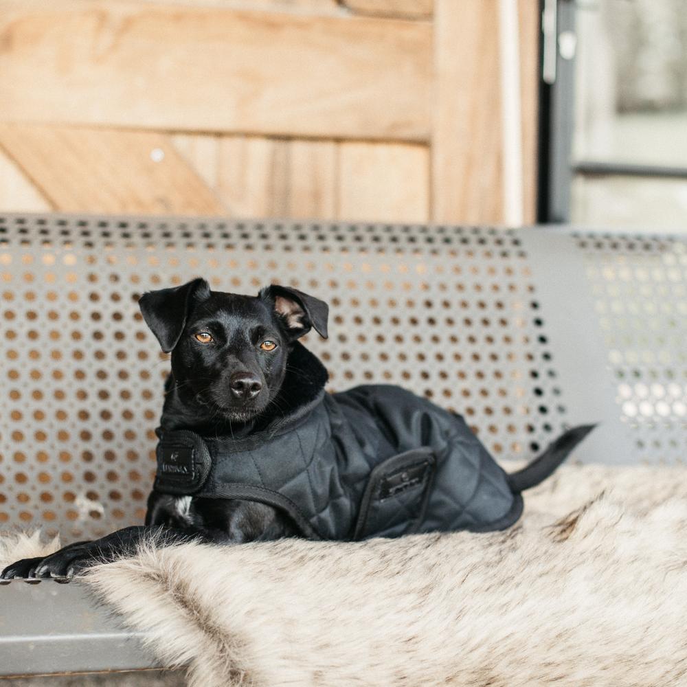 Dog Coat Original | Kentucky Dogwear | Warmth