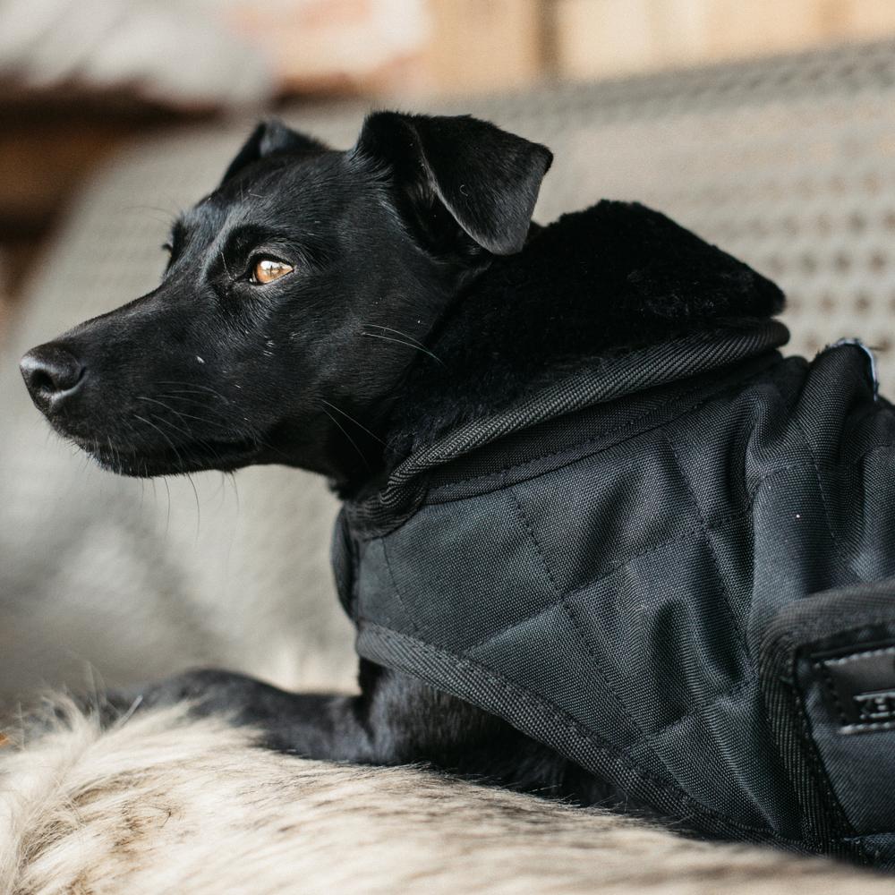 Dog Coat Original | Kentucky Dogwear | Warmth