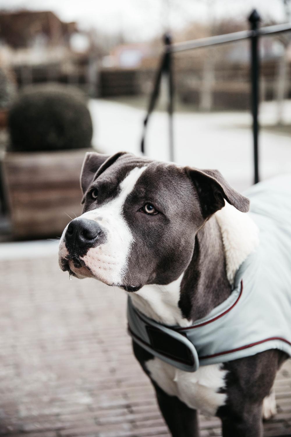 Manteau serviette pour chien - Kentucky Dogwear