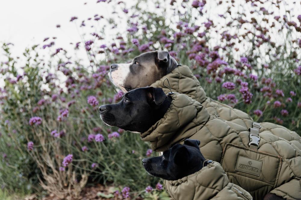 Manteau fashion staffie