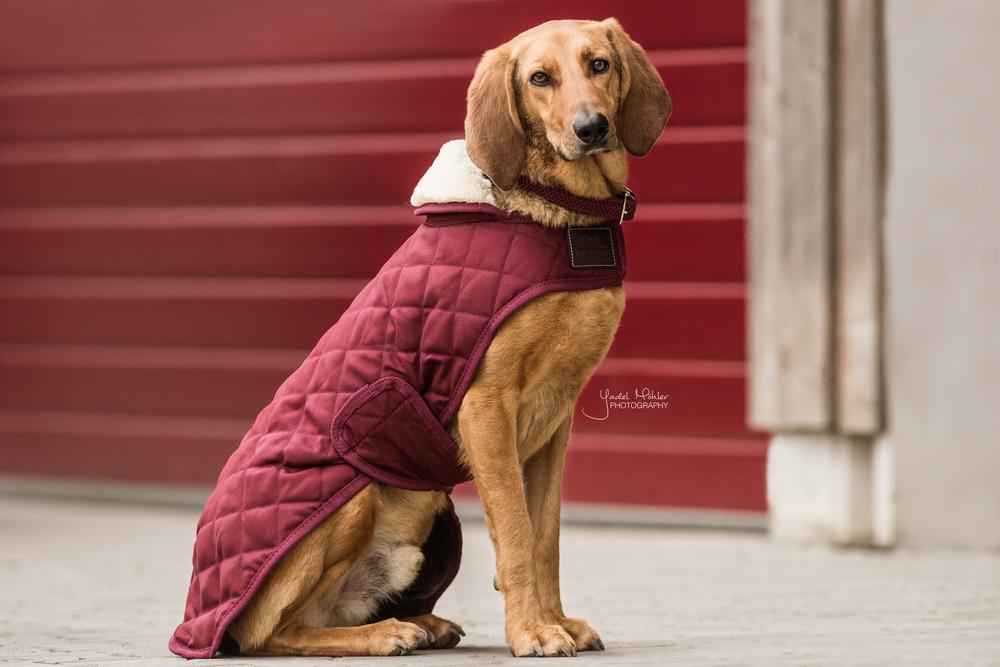 Dog Coat Original