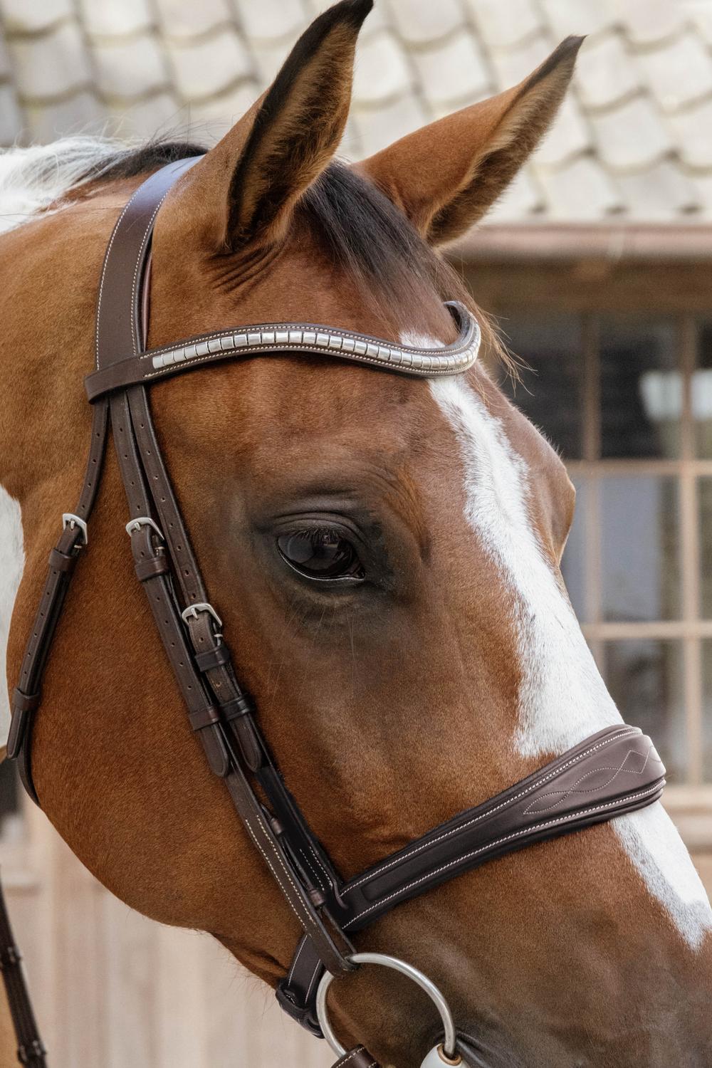 Anatomic Noseband Without Flash