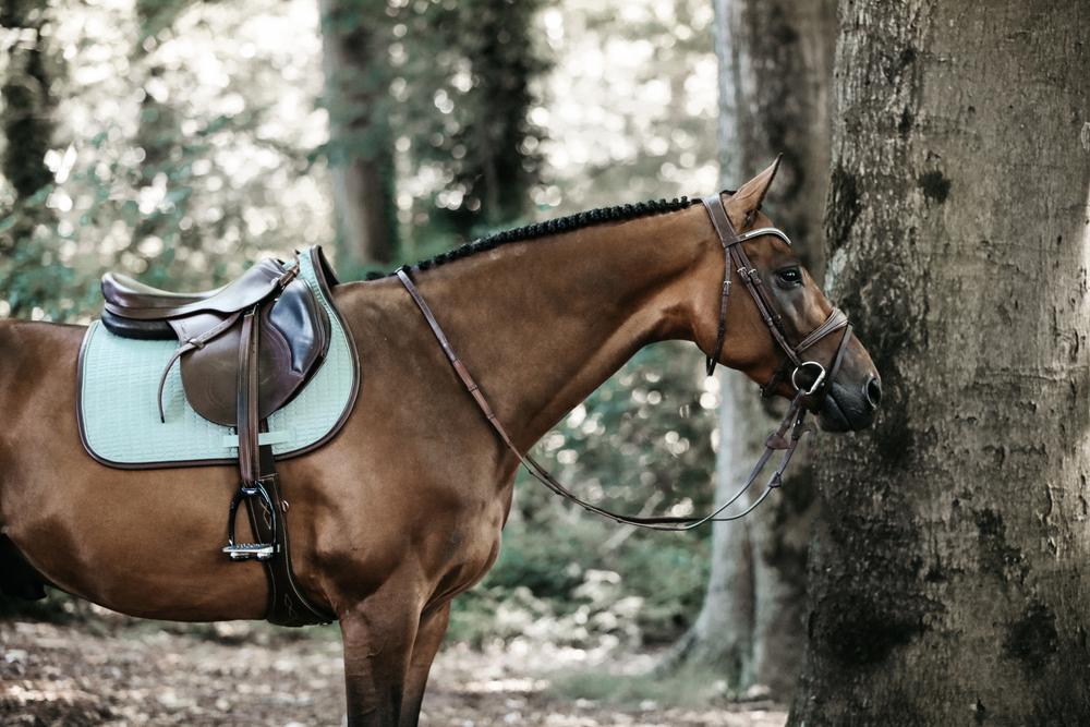 Saddle Pad - All Purpose Horse Shoes – Buckwild Breeches