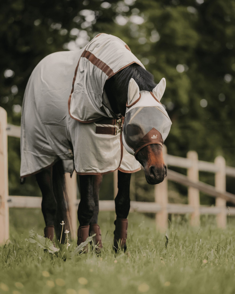 Un cheval portant une couverture anti-mouches légère, debout calmement dans un paddock ensoleillé en été