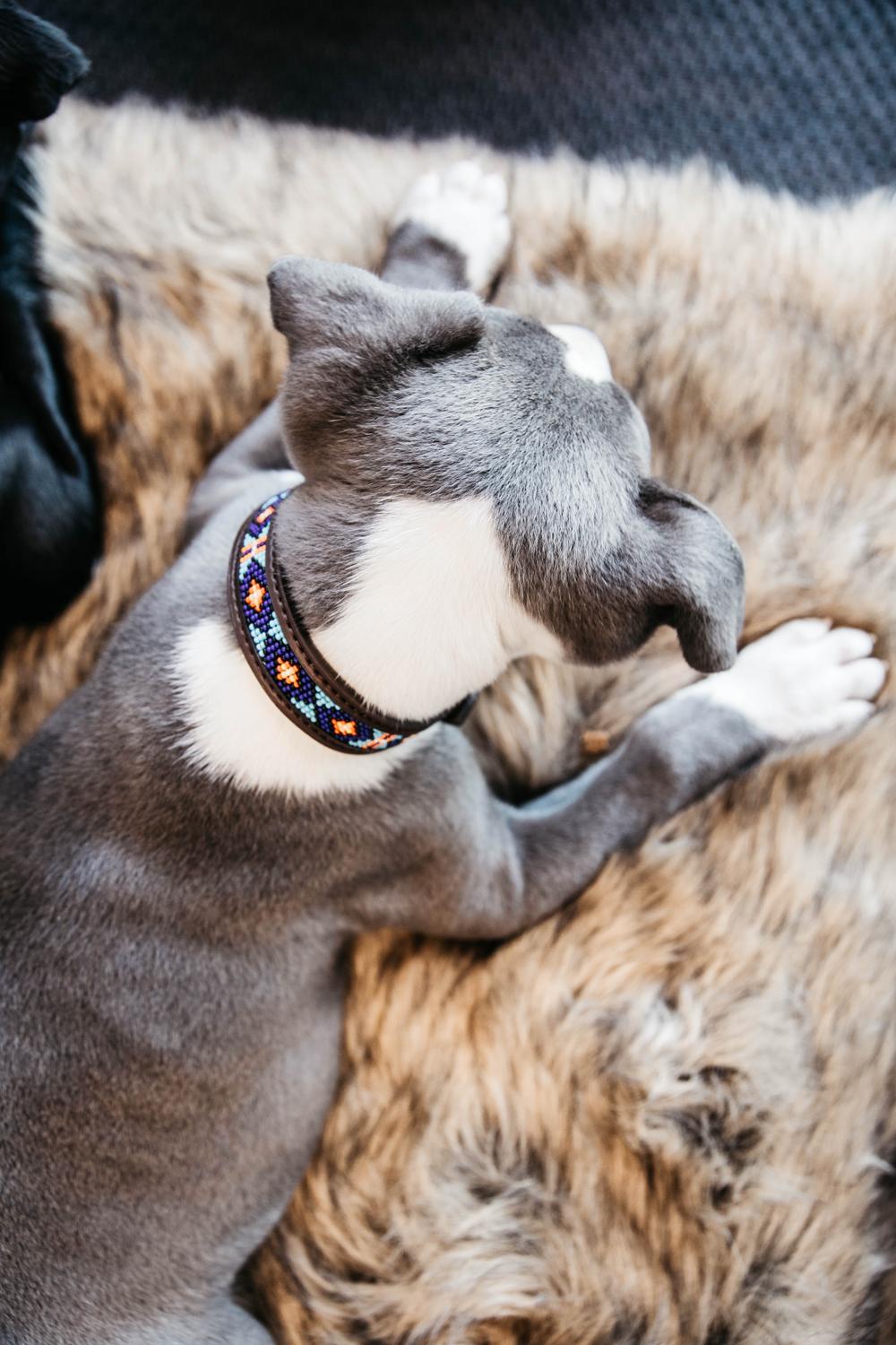 Buy Kentuky Dogwear Dog Collar Pearls