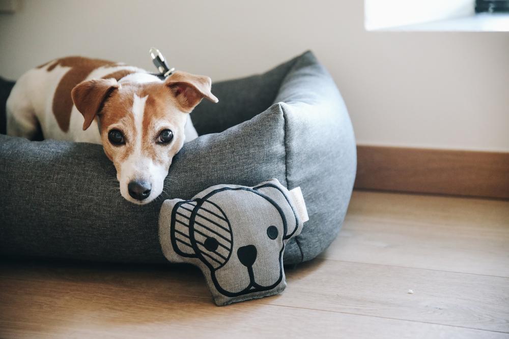 5 things you can relate to when you’re a Jack Russell owner | Kentucky