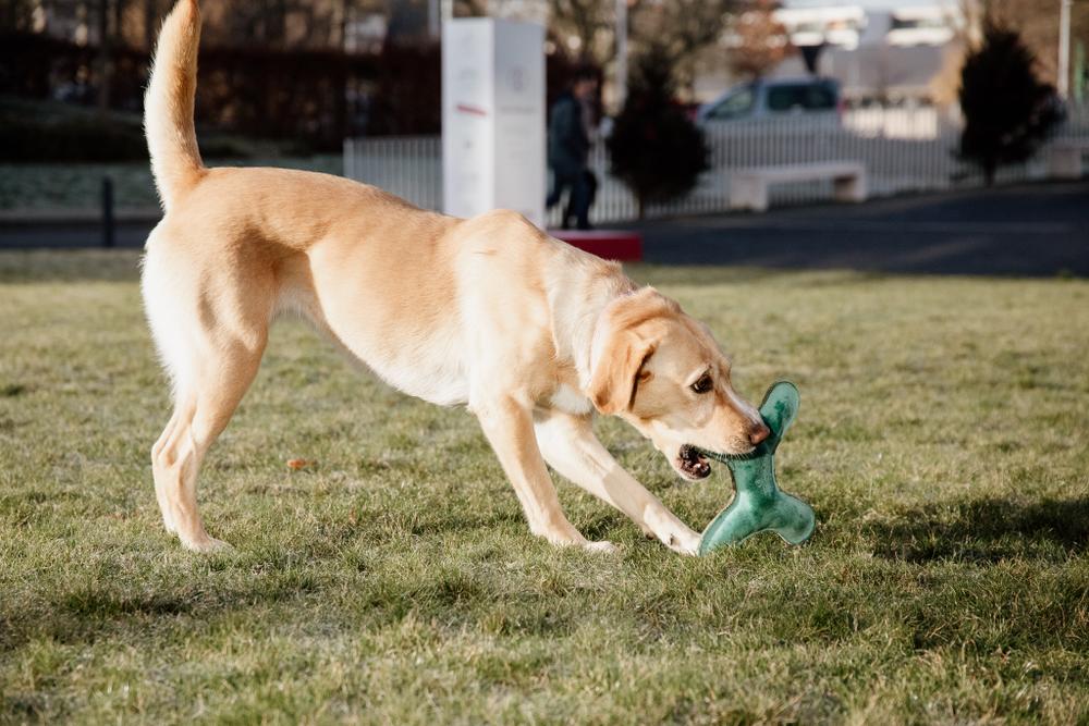 Jouet pour chien Kentucky os pastel - KENTUCKY DOGWEAR - JOUETS