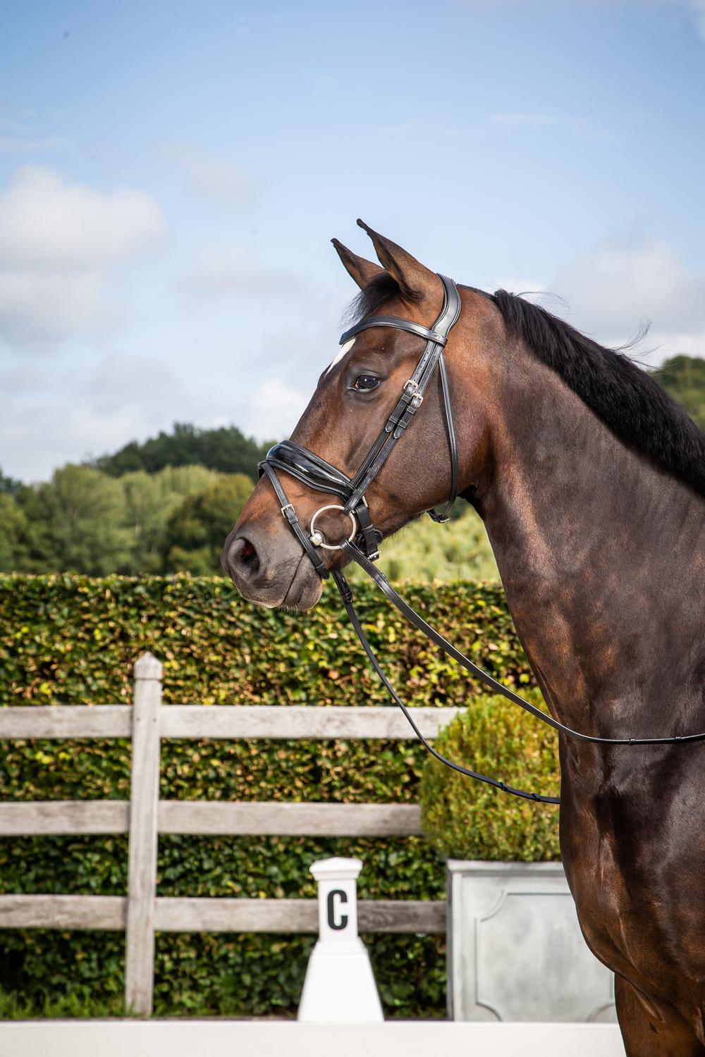 Patent Large Crank Noseband Bridle With Flash