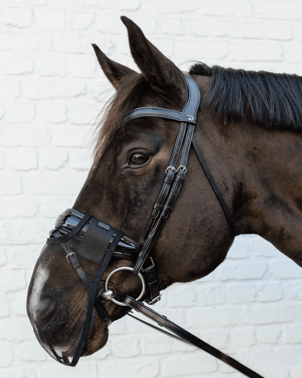 Gros plan d'un cheval portant un filet anti-mouches pour le nez lors d'une séance de dressage dans un manège ensoleillé