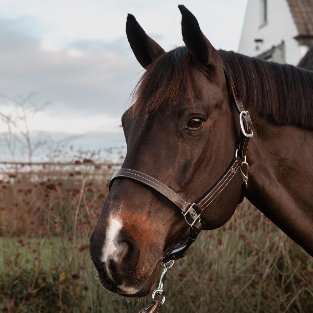 Halfter & Führstrick