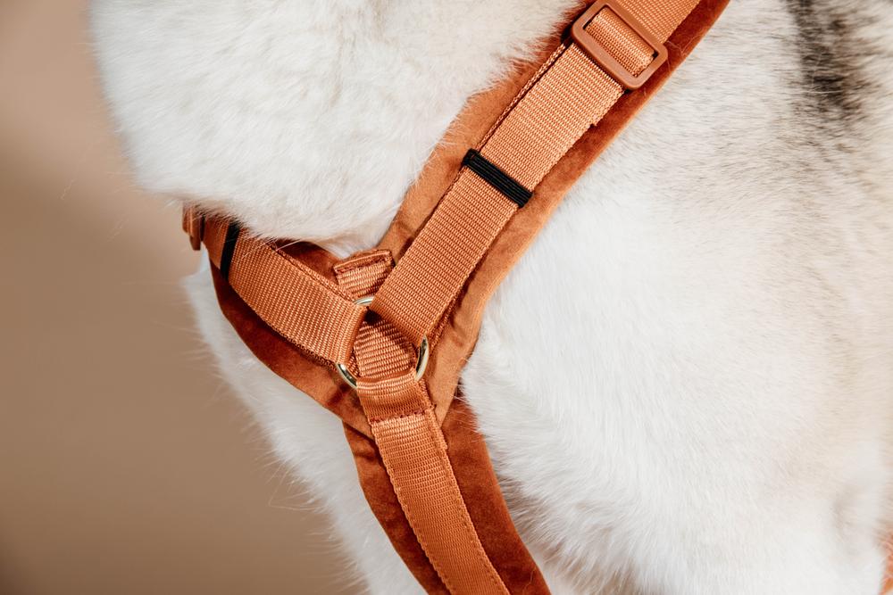 Kentucky Dogwear - Harnais pour chien actif velvet orange