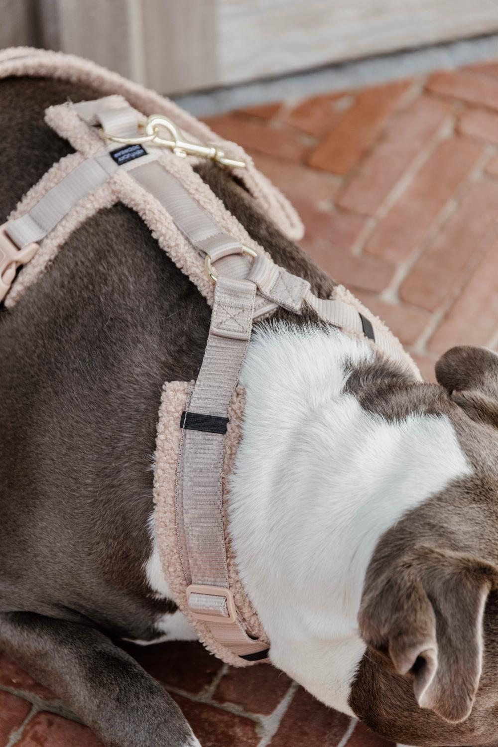 Gray dog outlet harness