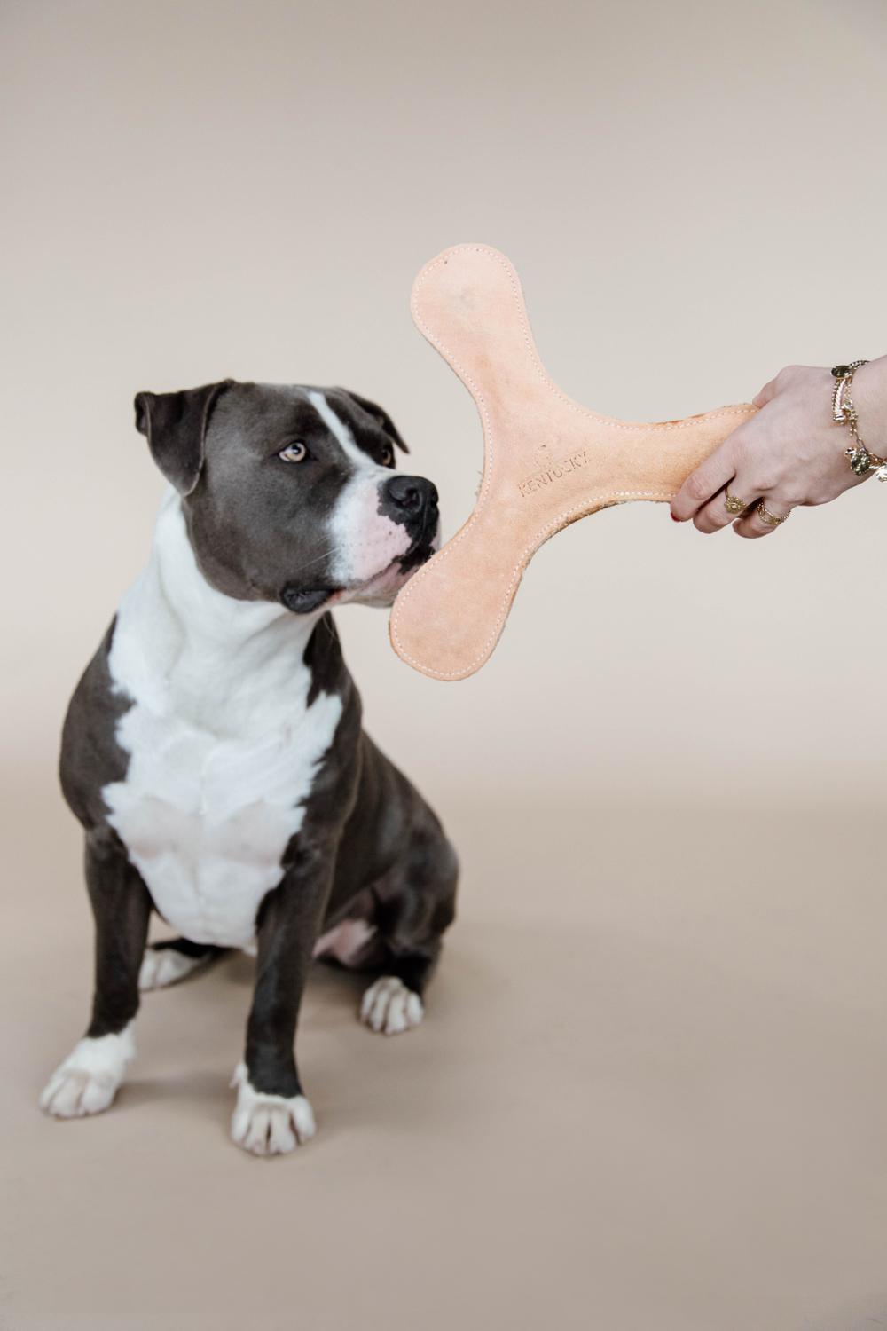 Dog Toy Pastel Boomerang