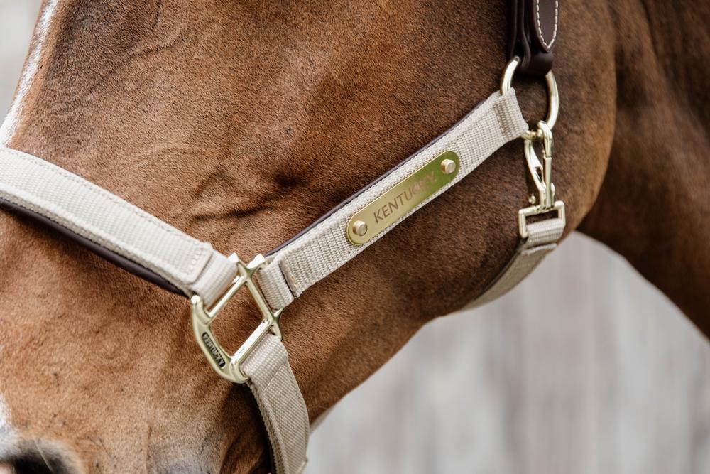 Licol de contrôle cheval nylon Control Halter- Kentucky Horsewear